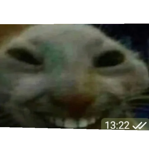 mammal animal domestic cat