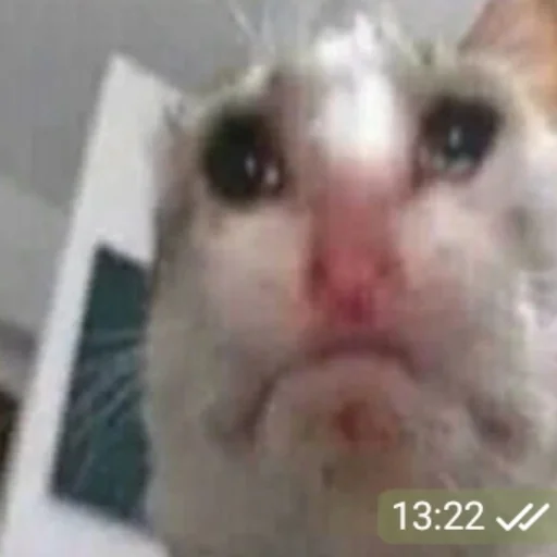 mammal animal domestic cat