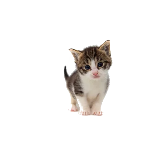 Sticker weommeowcats - 1