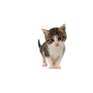 Sticker lovelycats @trisochkaa - 5