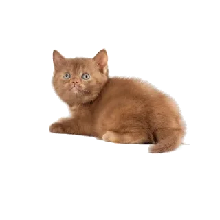 Sticker lovelycats @trisochkaa - 3