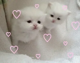 Sticker ' s𑄝fᴛ ↬ @wexsavi 👀🤍 ' - 4