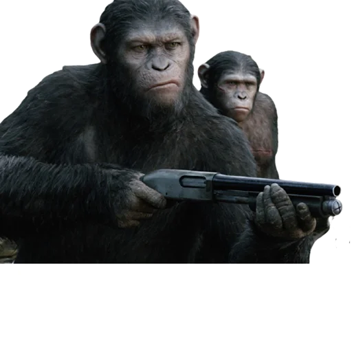 primate animal mammal