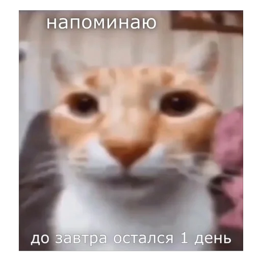 Sticker what3171 - 1