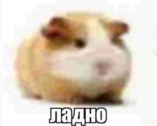 Sticker пиздец ну и хуйня - 5