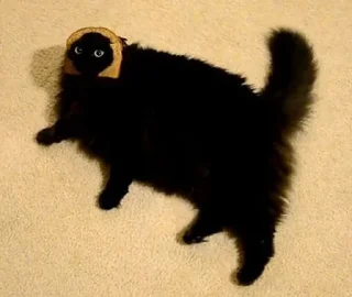 Стикер откуда здесь собаки - 7