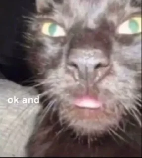 Стикер откуда здесь собаки - 1