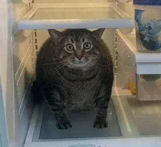 Стикер откуда здесь собаки - 8