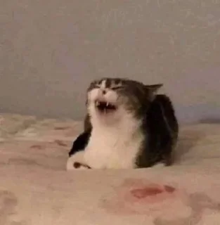 Стикер откуда здесь собаки - 5