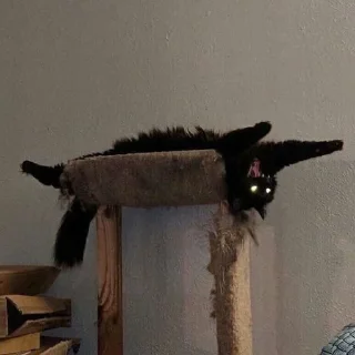 Стикер откуда здесь собаки - 6