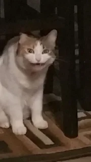 Стикер откуда здесь собаки - 10