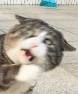 Стикер откуда здесь собаки - 2