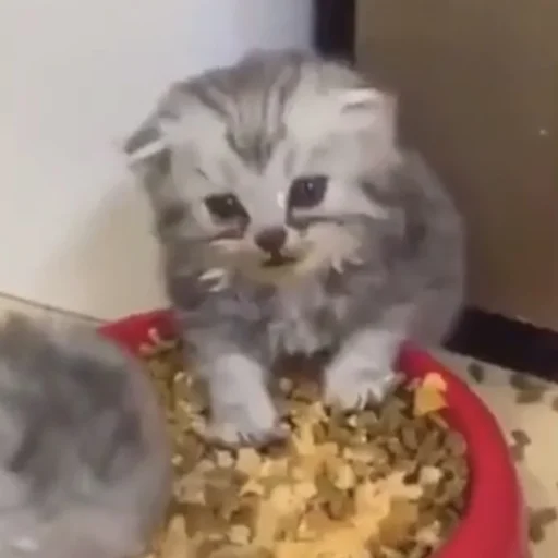 mammal indoor animal