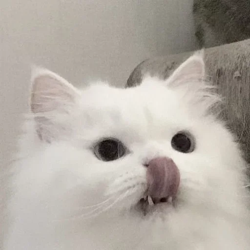 ꒰ ᥕɦiᴛᥱ ᥴᥲᴛs . . @wexsavi 👀🧸 >> - 