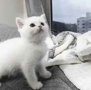 Стикер ꒰ ᥕɦiᴛᥱ ᥴᥲᴛs . . @wexsavi 👀🧸 >> - 8