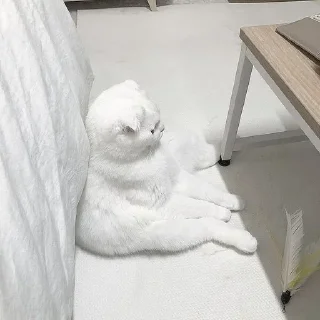 Стикер ꒰ ᥕɦiᴛᥱ ᥴᥲᴛs . . @wexsavi 👀🧸 >> - 6