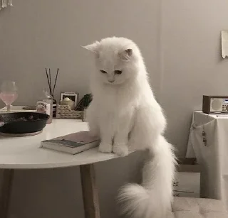 Стикер ꒰ ᥕɦiᴛᥱ ᥴᥲᴛs . . @wexsavi 👀🧸 >> - 2