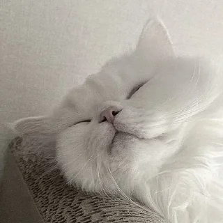 Стикер ꒰ ᥕɦiᴛᥱ ᥴᥲᴛs . . @wexsavi 👀🧸 >> - 3