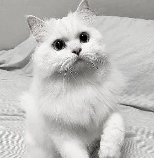 Стикер ꒰ ᥕɦiᴛᥱ ᥴᥲᴛs . . @wexsavi 👀🧸 >> - 10