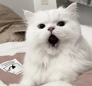 Стикер ꒰ ᥕɦiᴛᥱ ᥴᥲᴛs . . @wexsavi 👀🧸 >> - 1