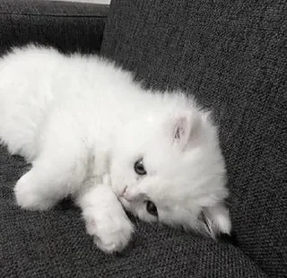 Стикер ꒰ ᥕɦiᴛᥱ ᥴᥲᴛs . . @wexsavi 👀🧸 >> - 11