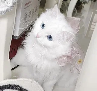 Стикер ꒰ ᥕɦiᴛᥱ ᥴᥲᴛs . . @wexsavi 👀🧸 >> - 0