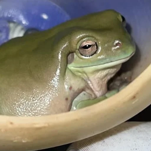 Sticker wholesomefrogs - 1