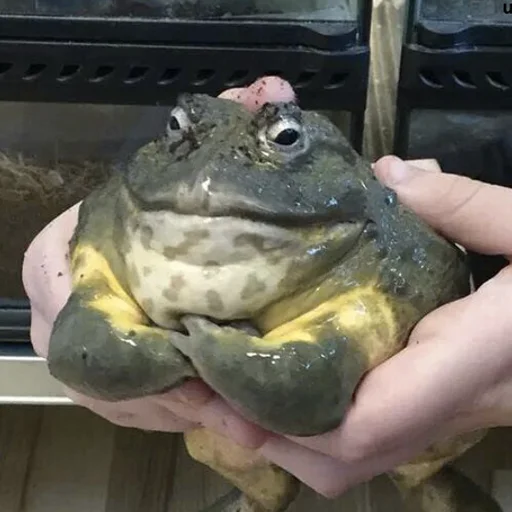 Sticker wholesomefrogs - 1