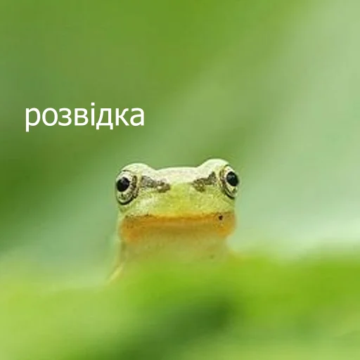 Стикер wholesomefrogs - 1