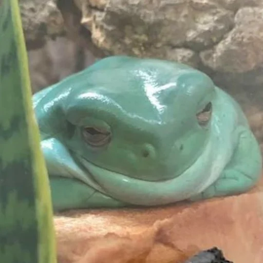 Sticker wholesomefrogs - 1