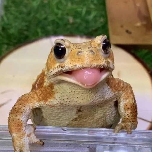 Sticker wholesomefrogs - 1