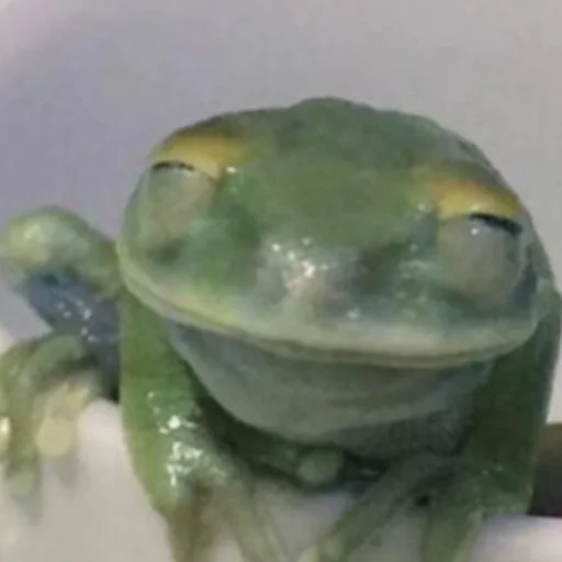 Sticker wholesomefrogs - 1