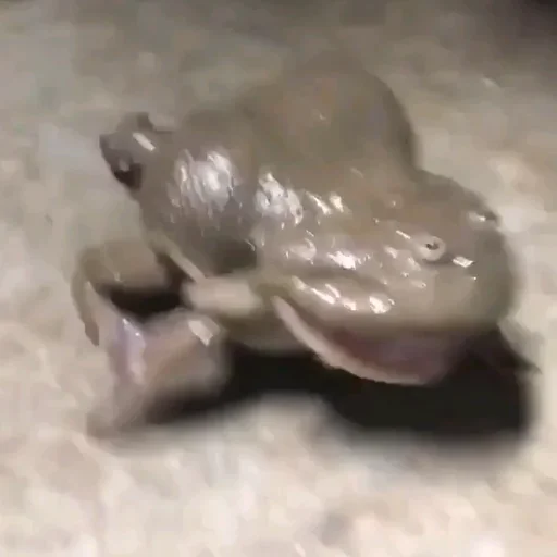 Sticker wholesomefrogs - 1