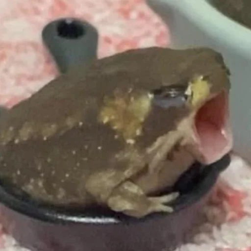 Sticker wholesomefrogs - 1