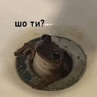 Sticker легушки - 6