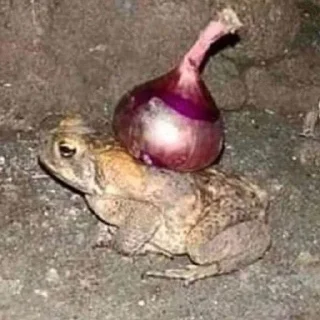 Sticker легушки - 4