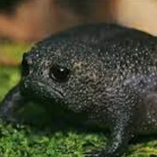 Sticker легушки - 5