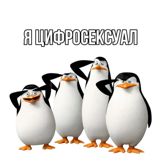 aquatic bird animal bird