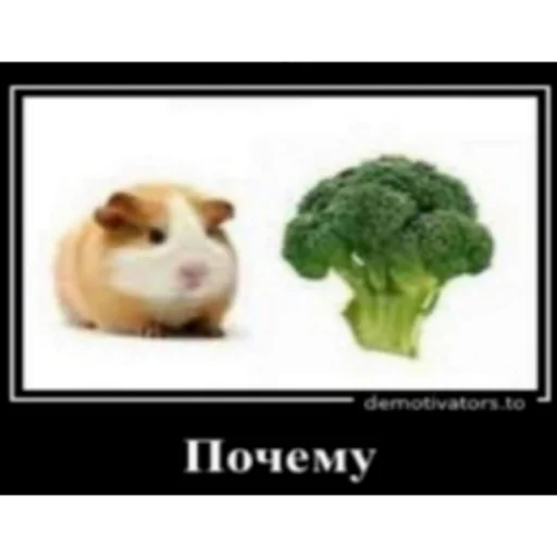 овощ животное хомяк