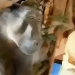 Sticker sosi 4len💗🤫 prod - @wifmegg - 8