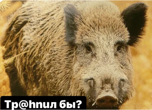 wildboar74 - 