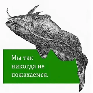 СМС животное эскиз