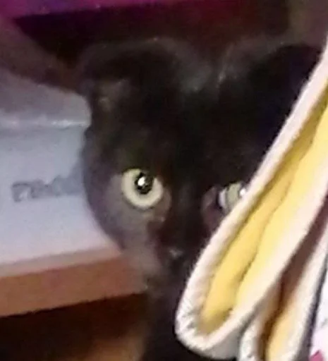 кошки малого и среднего размера чёрная кошка комнатный