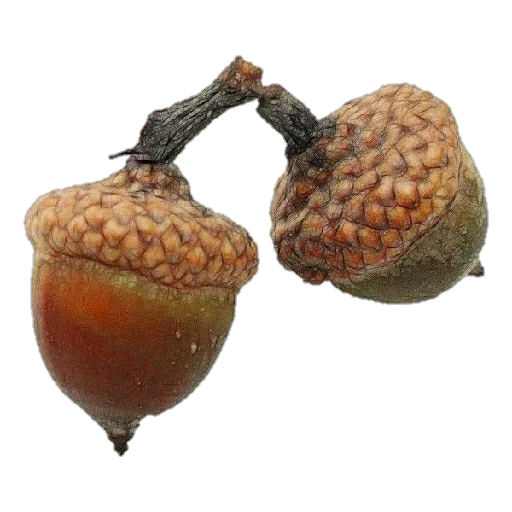 желудь фрукт