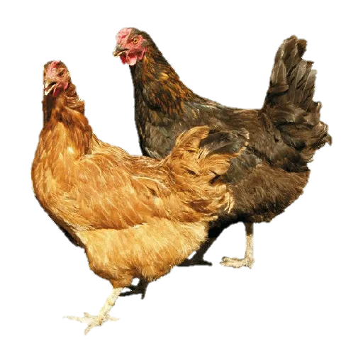 птица животное галловая птица