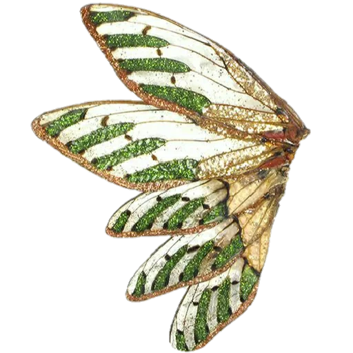 бабочка животное насекомое