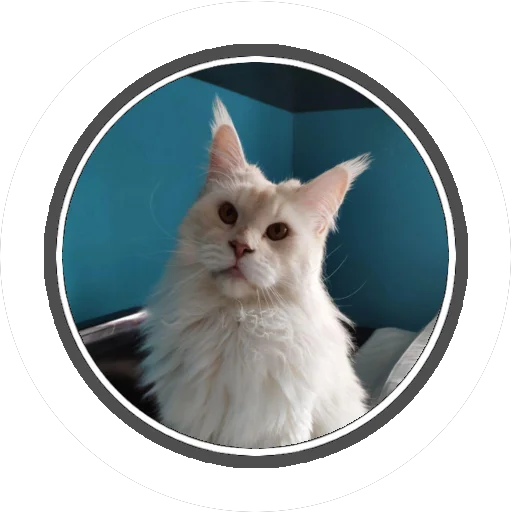 Sticker Wizard coon - 11