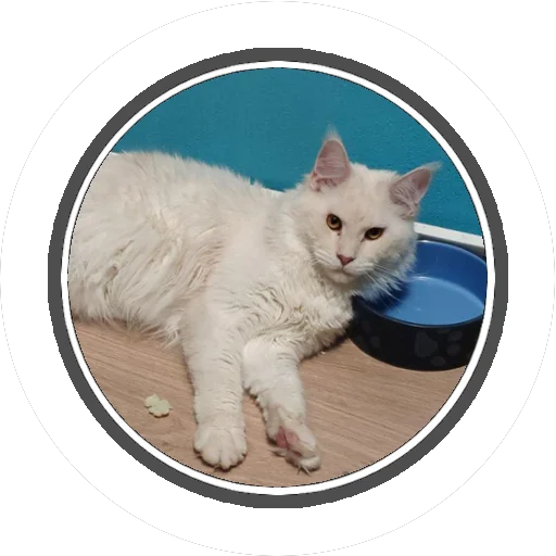 Sticker Wizard coon - 10