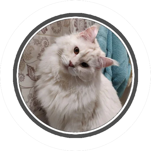 Sticker Wizard coon - 9