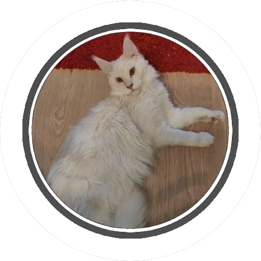 Sticker Wizard coon - 8